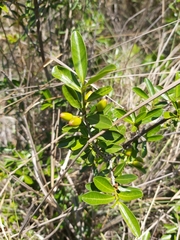 Erythroxylum delagoense