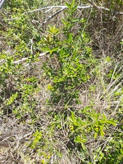 Erythroxylum delagoense