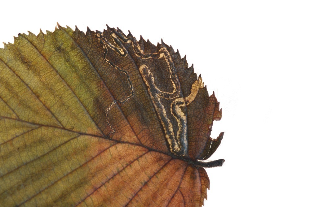Hornbeam Pigmy