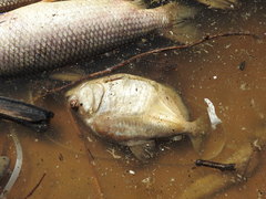 Serrasalmus maculatus