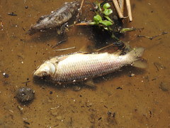 Megaleporinus obtusidens