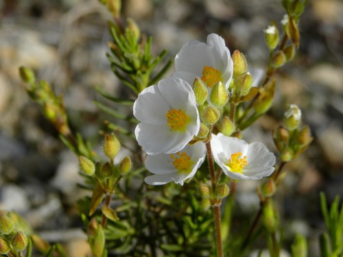 Halimium umbellatum subsp. viscosum image