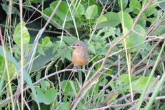 Sporophila angolensis