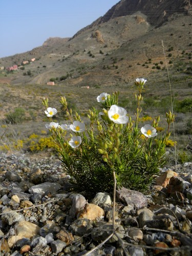 Halimium umbellatum subsp. viscosum image