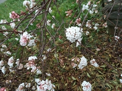 Viburnum farreri