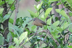 Sporophila angolensis