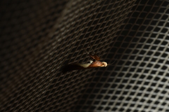 Caloptilia packardella