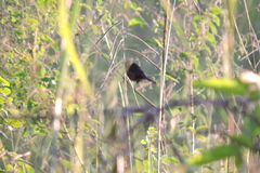 Sporophila angolensis