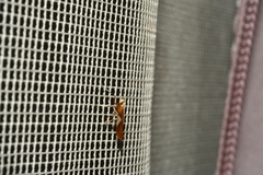 Caloptilia packardella