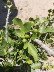 Vepris carringtoniana