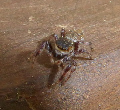 Dendryphantes