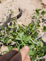 Vepris carringtoniana