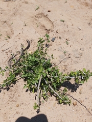 Vepris carringtoniana