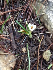Crocus hyemalis