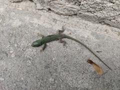 Timon lepidus lepidus