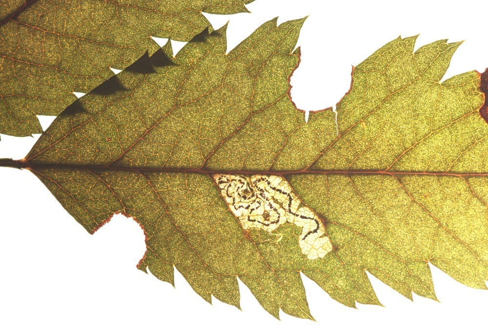 Northern Rowan Pigmy