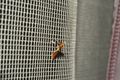 Caloptilia packardella