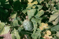 Cucumis metuliferus