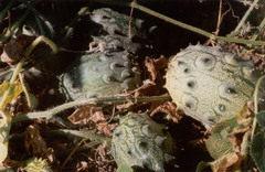 Cucumis metuliferus