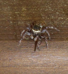 Dendryphantes