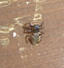 Dendryphantes