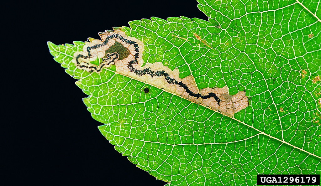 Wild-service Pigmy
