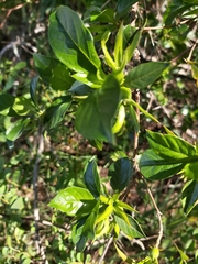 Leptactina delagoensis