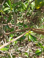 Leptactina delagoensis