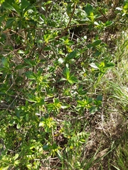 Leptactina delagoensis