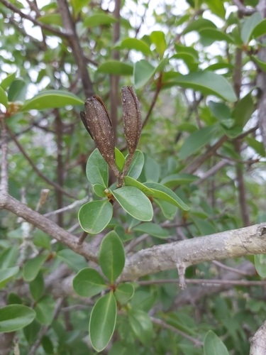 Hymenodictyon parvifolium subsp. parvifolium image