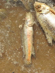 Crenicichla vittata