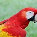 Scarlet Macaw - Photo (c) Barbara Olson, some rights reserved (CC BY-NC), uploaded by Barbara Olson