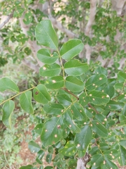 Pterocarpus lucens