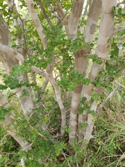 Pterocarpus lucens