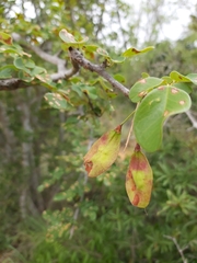 Pterocarpus lucens
