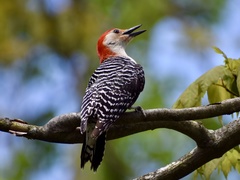 Melanerpes carolinus