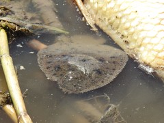 Catathyridium jenynsii