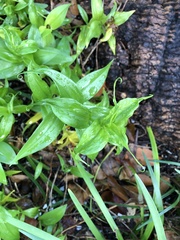 Gloriosa superba