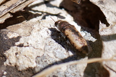 Acmaeodera pilosellae
