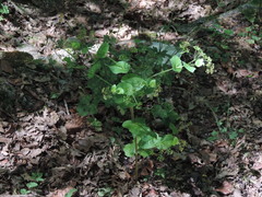 Smyrnium perfoliatum perfoliatum