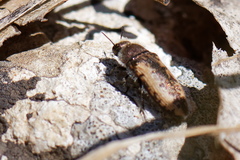 Acmaeodera pilosellae