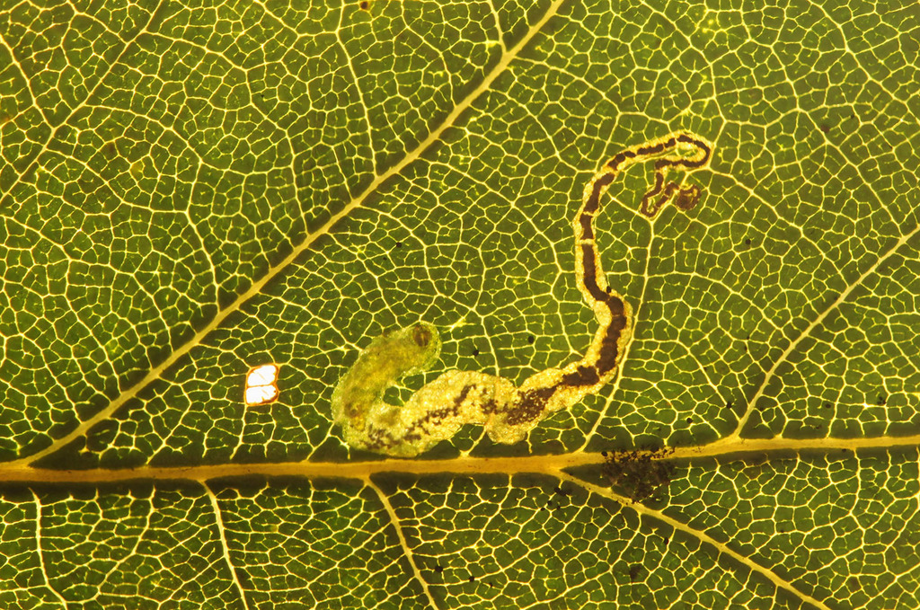 Black-headed Pigmy