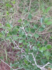 Psydrax fragrantissima