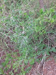Psydrax fragrantissima