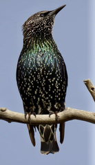 Sturnus vulgaris