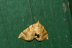 Eulithis propulsata
