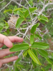 Combretum mkuzense