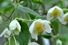 Clematis bojeri