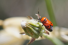 Deraeocoris punctum