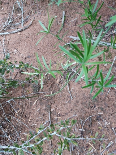 Asparagus falcatus image